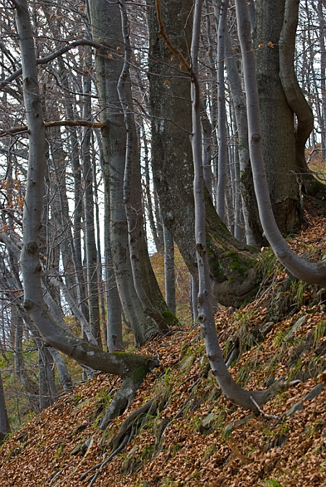 47_Bieszczady_Tarnica.jpg