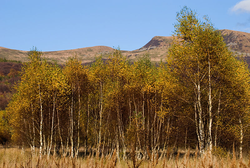 52_Bieszczady_Tarnica.jpg