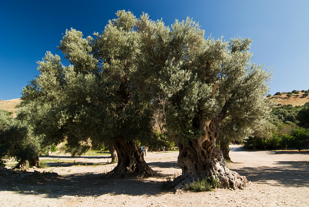 372_Kreta_Gortyna.jpg