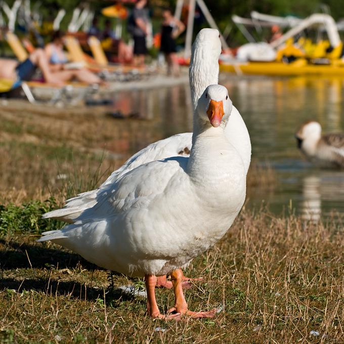 414_Kreta_Kournas.jpg