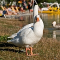 414_Kreta_Kournas