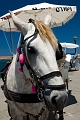 441_Kreta_Chania