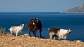 495_Kreta_Balos