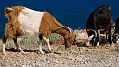 055_Kreta_Balos