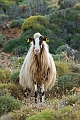 056_Kreta_Balos