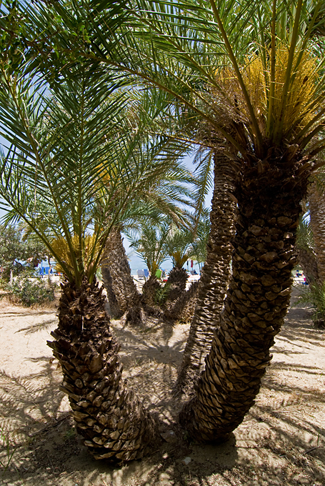 228_Kreta_Vai.jpg