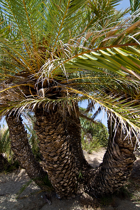 230_Kreta_Vai.jpg