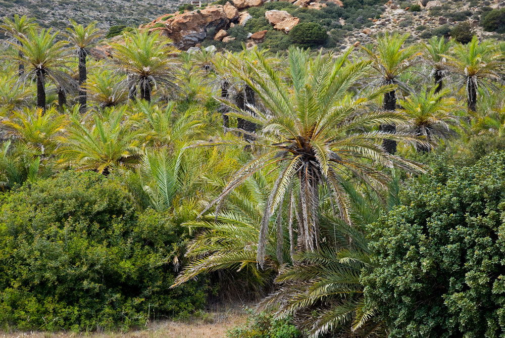 231_Kreta_Vai.jpg