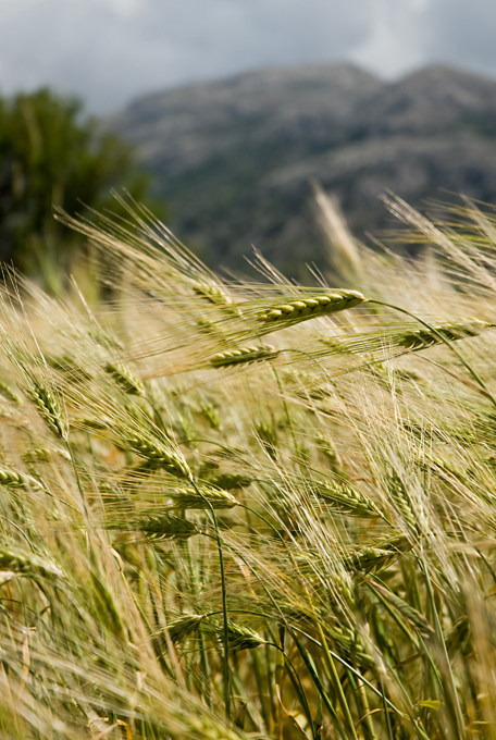 342_Kreta_Katharo.jpg