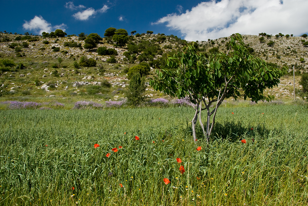 343_Kreta_Katharo.jpg