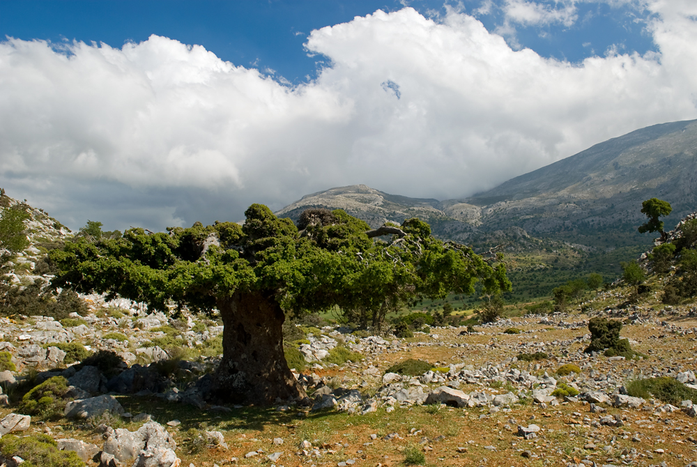 346_Kreta_Katharo.jpg