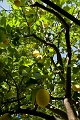 309_Kreta_Kritsa