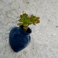 331_Kreta_Kritsa