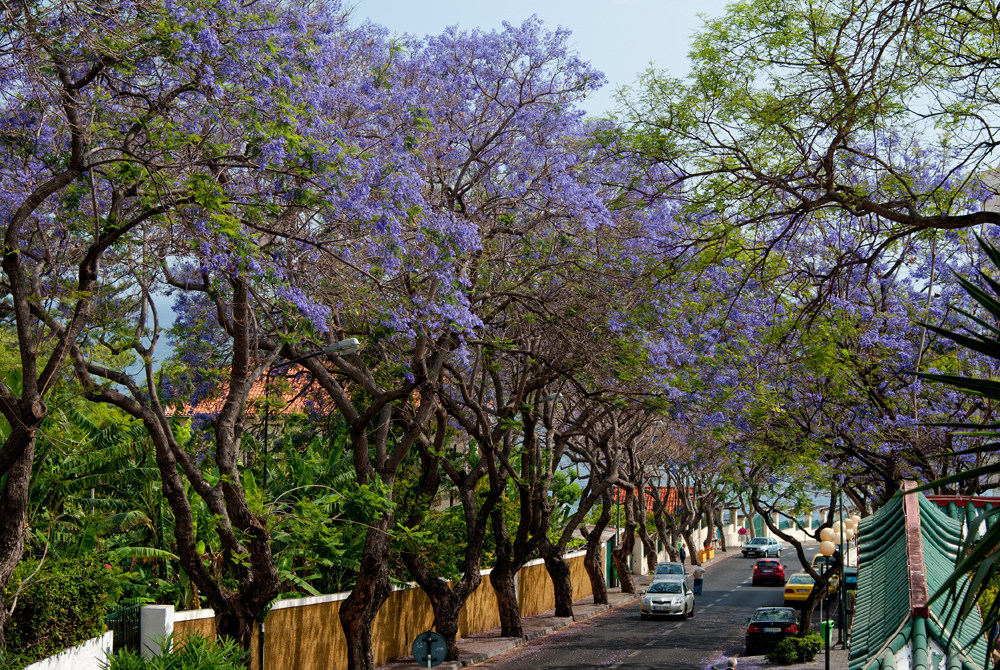 005_Madera_Funchal.jpg