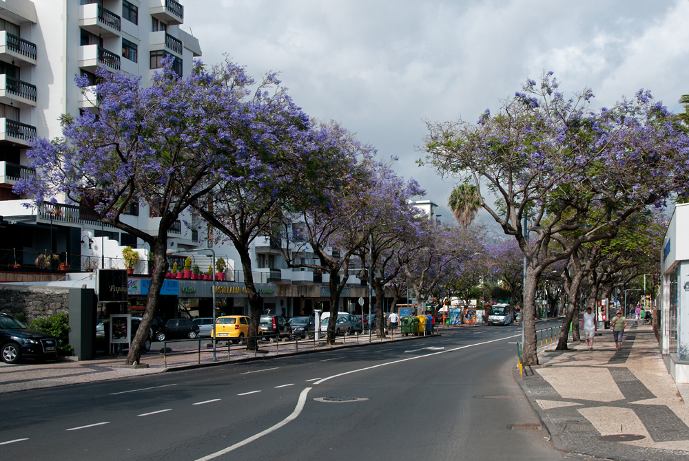 009_Madera_Funchal.jpg