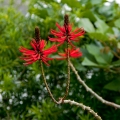 002_Madera_Funchal