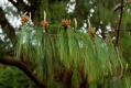 549_Madera_Queimadas
