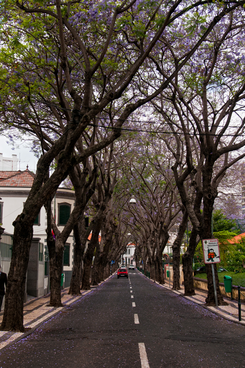 746_Madera_Funchal.jpg