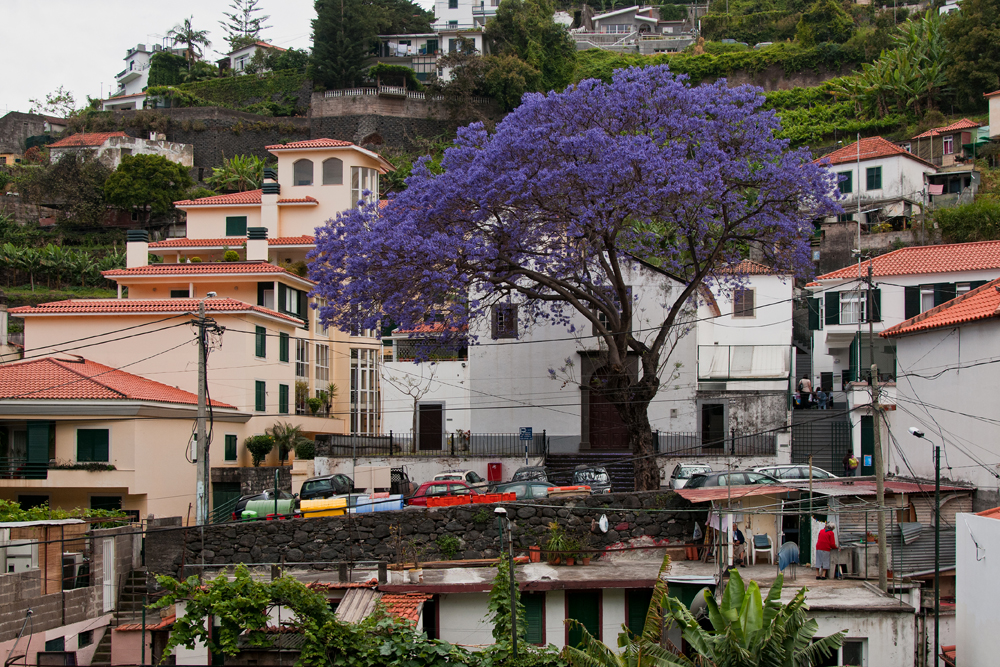 762_Madera_Funchal.jpg