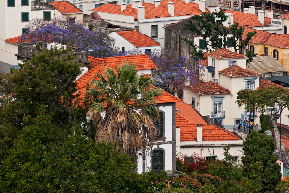 769_Madera_Funchal.jpg