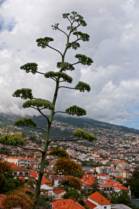 774_Madera_Funchal.jpg