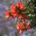 716_Madera_Funchal