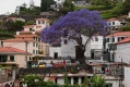 762_Madera_Funchal