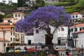 763_Madera_Funchal