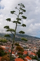 774_Madera_Funchal
