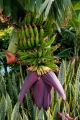 029_Madera_Funchal