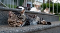 037_Madera_Funchal