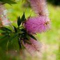 090_Madera